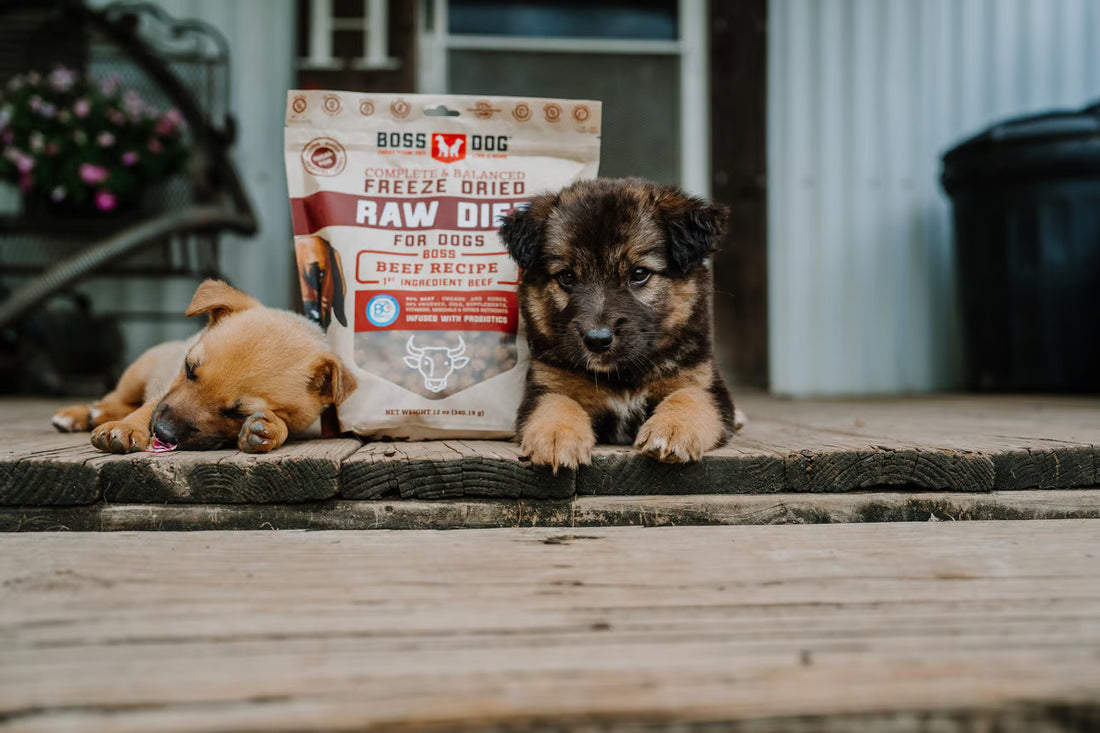 How To Build A Killer Pet Brand! An in depth conversation with Boss Nation Brands CEO Basel Nassar