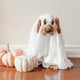 Boss Nation Brands was named an expert in a Rent. article. Check out the featured article: Spooky Fun Ideas for a Dog Halloween Party | Rent.