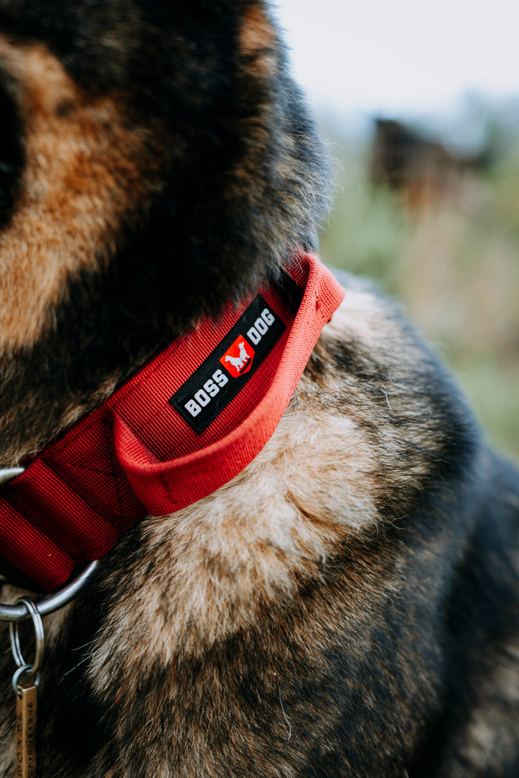 Unbreakable Collar