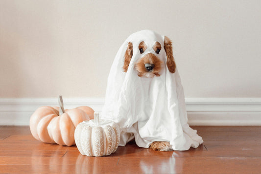 Boss Nation Brands was named an expert in a Rent. article. Check out the featured article: Spooky Fun Ideas for a Dog Halloween Party | Rent.