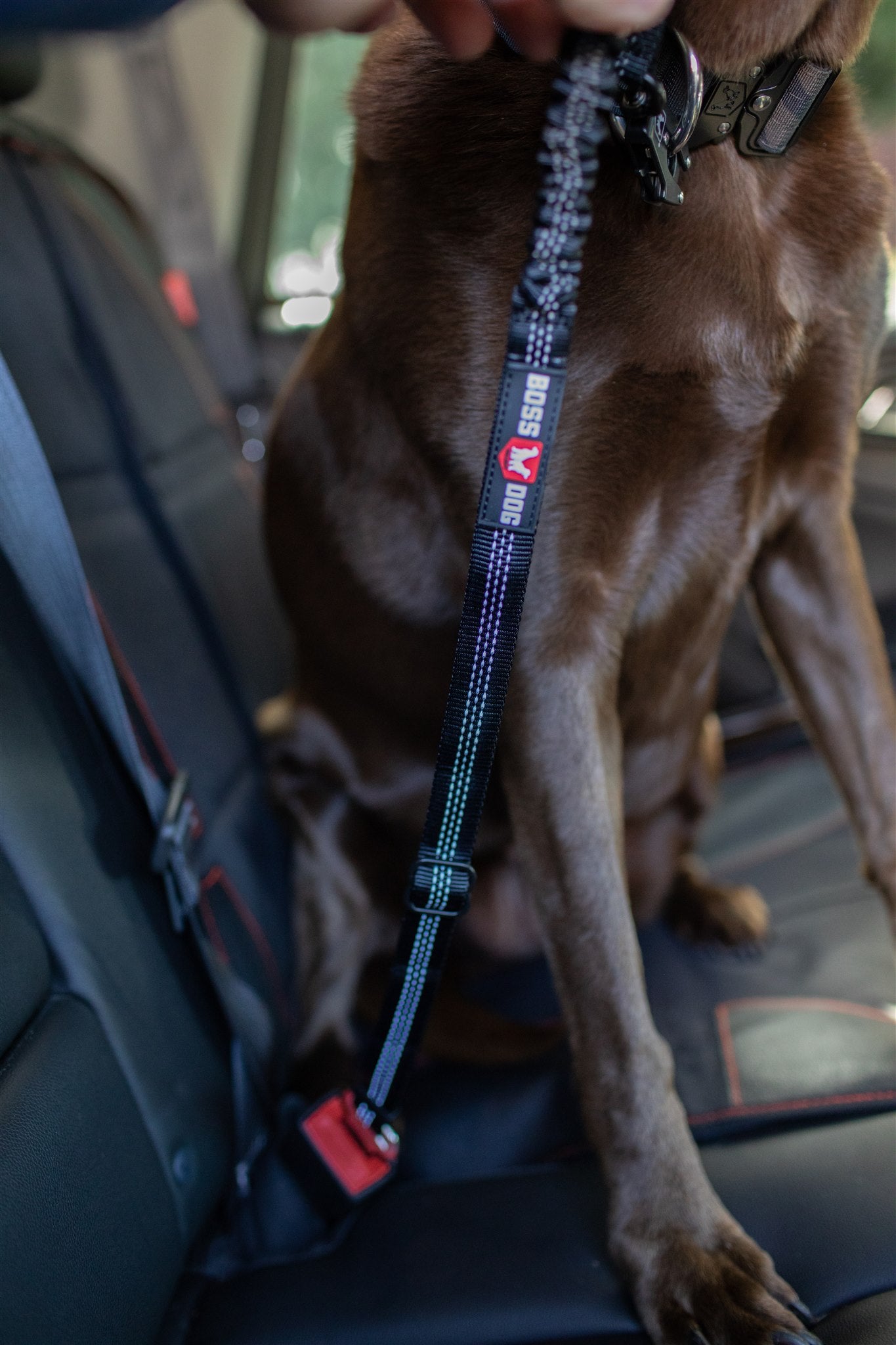 Boss Dog Seatbelt w/ Bungee for Car