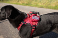 Control Handle For Harness