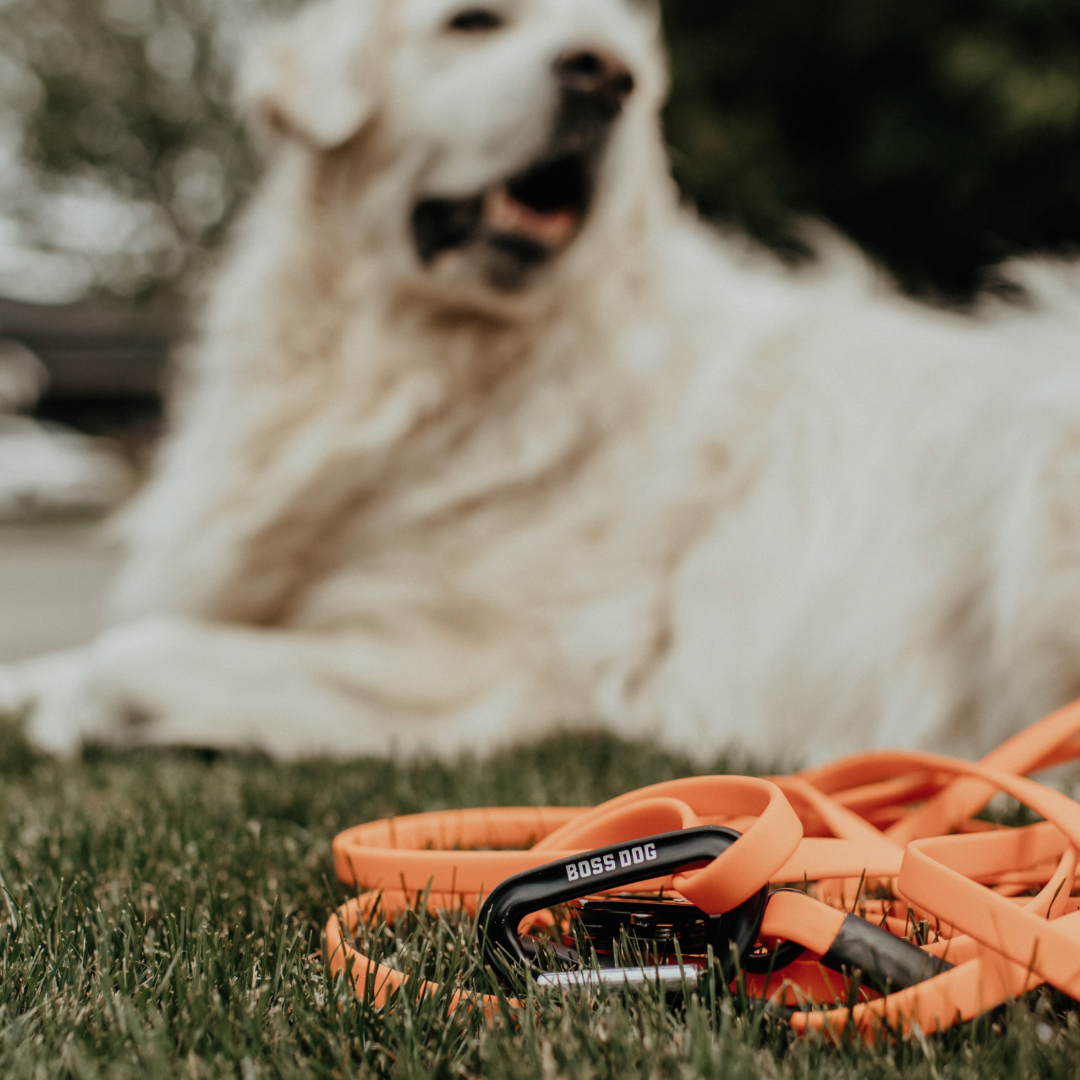 ProSeries™  Tracking Leash - 20 ft.